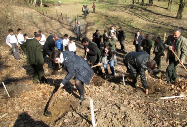 Circa două miliarde de puieţi forestieri plantate de Romsilva din 1991 şi până în prezent