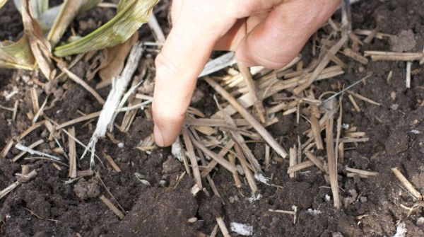Agreena and IPSO Romania, a new strategic partnership on the regenerative agriculture market