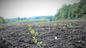 Romsilva a plantat peste 26 de milioane de puieți forestieri în pădurile de stat