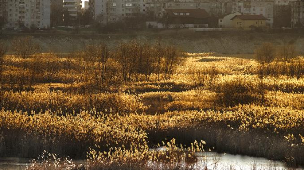 PMB, Administrația Parcului Natural Văcărești și Muzeul Antipa și-au dat mâna pentru „Mica deltă de lângă tine”
