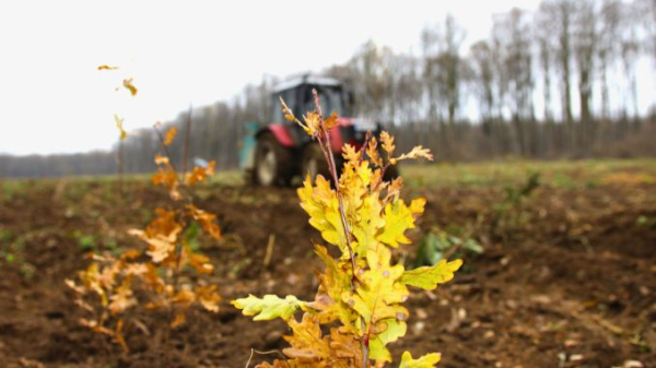 RNP va planta circa 3,6 milioane de puieți forestieri și va regenera 2.506 hectare fond forestier