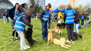 17 căței au fost adoptați la târgul de pe 8 aprilie. Următorul târg: 29 aprilie, la Arena Națională