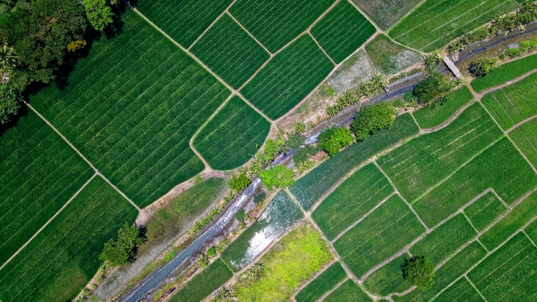 IoT, precision farming și biotehnologia - tendințele agritech care definesc viitorul agriculturii românești (raport)