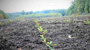 Romsilva va planta circa 20 de milioane de puieți forestieri